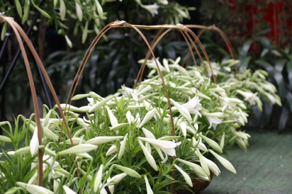 ĐẢO HOA SKYLINE COFFEE KHOE SẮC TINH KHÔI