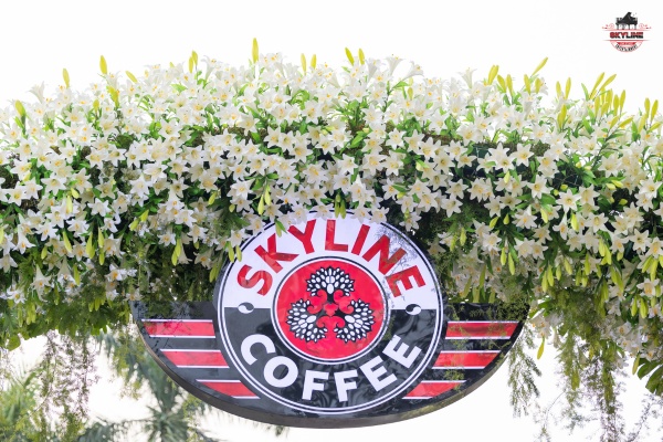 200 nghìn bông hoa bách hợp khoe sắc tại Khu vườn âm nhạc